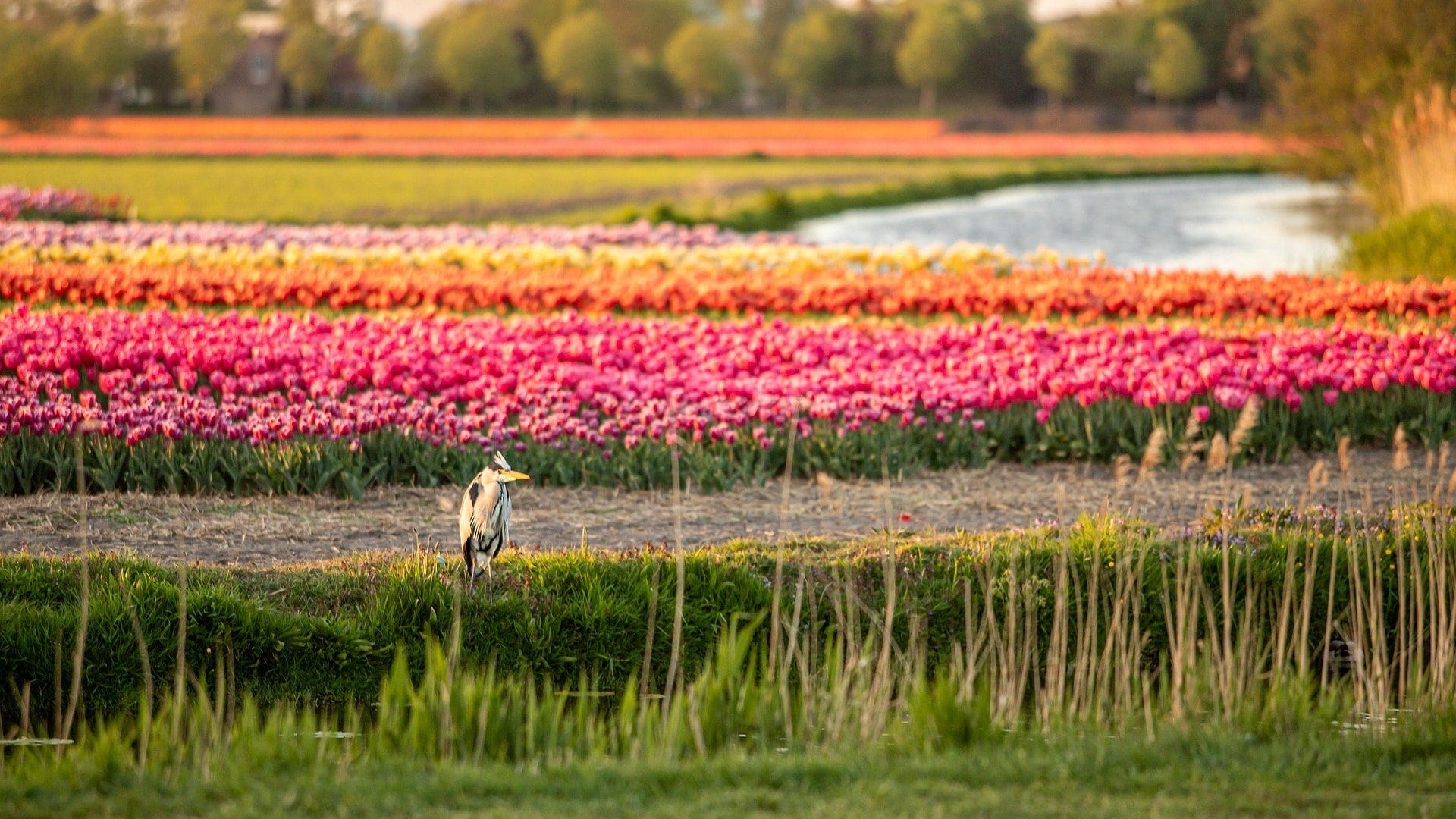 background-nature